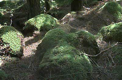 Former Sphagnum hummocks replaced by other moss, Shadow Lake Bog, King County, Washington