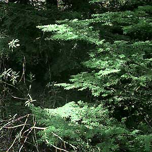 Western hemlock, Tsuga heterophylla, Shadow Lake Bog, King County, Washington