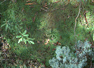 Lichen on Sphagnum, Shadow Lake Bog, King County, Washington