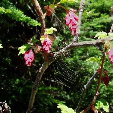 developing salmonberry Rubus spectabilis flowers with orb web, Silver Creek along Crystal Mountain Boulevard, Pierce County, Washington