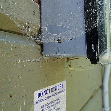 Neriene digna in web on building, Silver Creek Guard Station, Pierce County, Washington