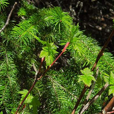 Douglas-fir and salmonberry foliage, Silver Creek along Crystal Mountain Boulevard, Pierce County, Washington