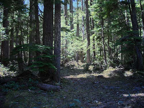 fir-hemlock forest, Silver Creek Sno-Park Lot, Greenwater River, Pierce County, Washington