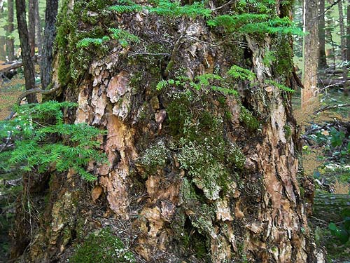 habitat-rich tree trunk, Silver Creek Sno-Park Lot, Greenwater River, Pierce County, Washington