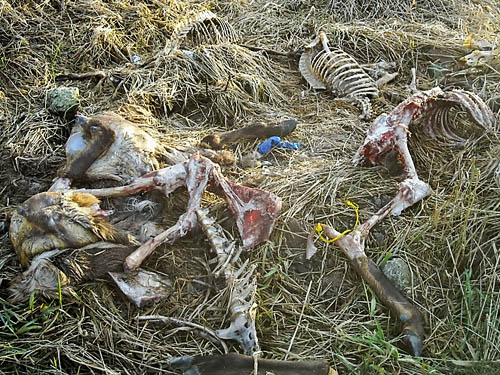 remains of 3 butchered deer, Skookumchuck River near Waunch Prairie, S edge of Thurston County, Washington