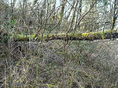 mossy log in forest, Skookumchuck River near Waunch Prairie, S edge of Thurston County, Washington