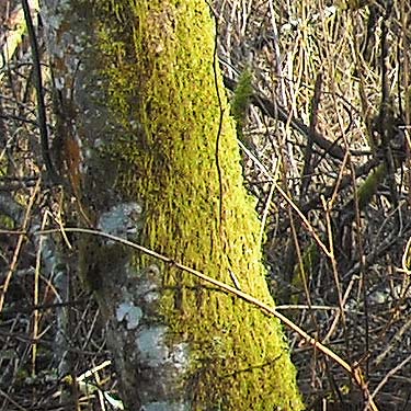 mossy alder trunk, Skookumchuck River near Waunch Prairie, S edge of Thurston County, Washington