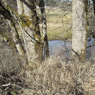 riparian alder trunks, Skookumchuck River near Waunch Prairie, S edge of Thurston County, Washington