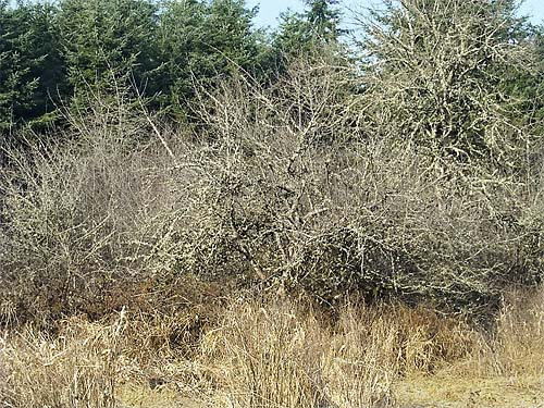 Oregon Ash thicket, Fraxinus latifolia, Skookumchuck River near Waunch Prairie, S edge of Thurston County, Washington