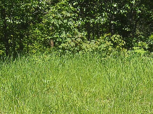 roadside grass field, Sloan Creek Road 49 end, Snohomish County, Washington
