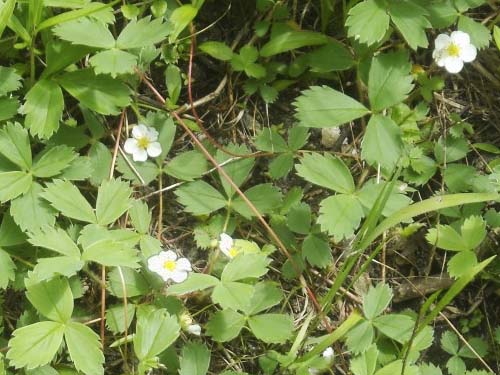 wild strawberry plants Fragaria sp. in field, Sloan Creek Road 49 end, Snohomish County, Washington