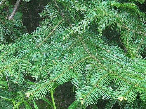 grand fir foliage Abies grandis, Sloan Creek Road 49 end, Snohomish County, Washington