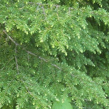 western hemlock foliage Tsuga heterophylla, Sloan Creek Road 49 end, Snohomish County, Washington