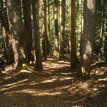 pitfall trap site in old growth cedar grove, upper Sloan Creek, Snohomish County, Washilngton