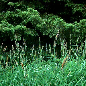 Douglas-fir Pseudotsuga menziesii at edge of remnant of  Smith Prairie, Thurston County, Washington