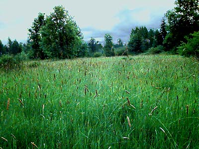 tall-grass meadow in remnant of  Smith Prairie, Thurston County, Washington