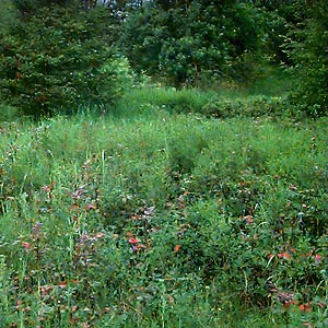 meadow of short and tall grass and Mahonia in remnant of  Smith Prairie, Thurston County, Washington