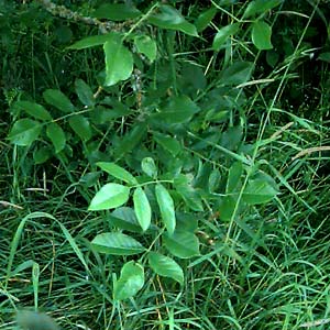 Oregon ash foliage Fraxinus latifolia, Smith Prairie, Thurston County, Washington