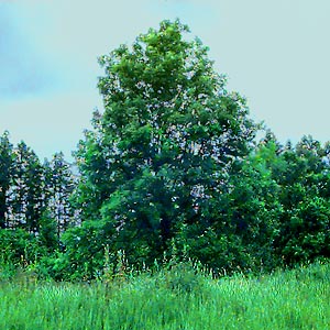 Oregon ash tree Fraxinus latifolia in remnant of  Smith Prairie, Thurston County, Washington