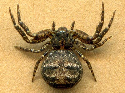 Bassaniana utahensis crab spider Thomisidae, Smith Prairie, Thurston County, Washington