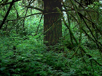 Douglas-fir Pseudotsuga menziesii trunk in forest, Smith Prairie, Thurston County, Washington