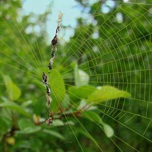 orb web of Cyclosa turbinata Araneidae, Smith Prairie, Thurston County, Washington