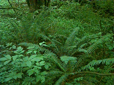 understory habitat in forest, Smith Prairie, Thurston County, Washington