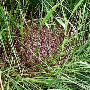 anthill Formica obscuripes in remnant of  Smith Prairie, Thurston County, Washington