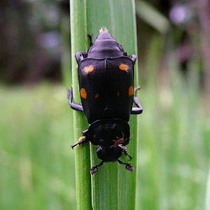 Nicrophorus vespilloides carrion burying beetle Silphidae, Smith Prairie, Thurston County, Washington
