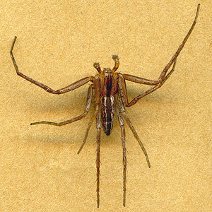 Tibellus oblongus male crab spider Thomisidae Philodrominae, Smith Prairie, Thurston County, Washington