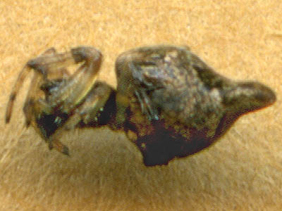 female Cyclosa turbinata orbweaver Araneidae, Smith Prairie, Thurston County, Washington