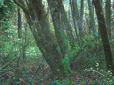 Grove of Alnus rubra, Soos Creek Trail, King County, Washington