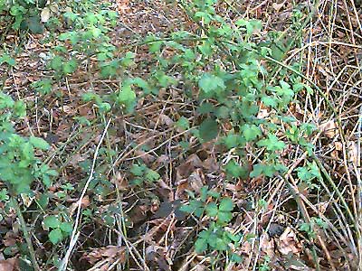 Invasive plant: Himalayan blackberry, Rubus discolor, Soos Creek Trail, King County, Washington