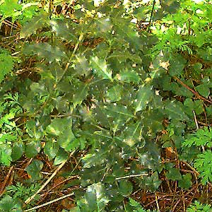 Invasive plants: holly, Ilex aquifolia; ivy, Hedera helix, Soos Creek Trail, King County, Washington