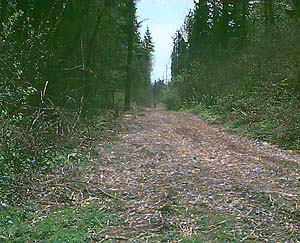 Soos Creek Regional Trail, King County, Washington