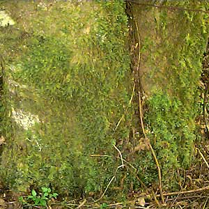 Moss on trunk of Alnus rubra, Soos Creek Trail, King County, Washington