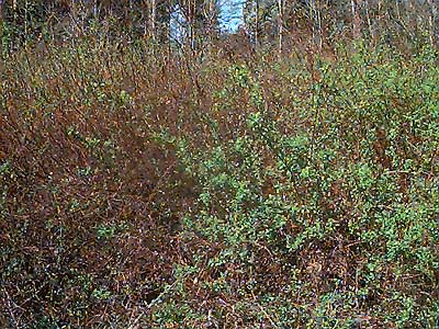 Spiraea douglasii thicket, Soos Creek Trail, King County, Washington