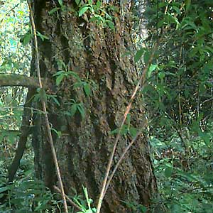 Mature conifer trunk, Soos Creek Trail, King County, Washington