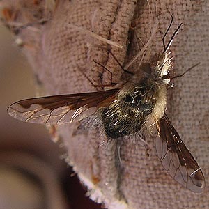 bee fly Bombylius major Bombyliidae, Stone Quarry Canyon, Kittitas County, Washington