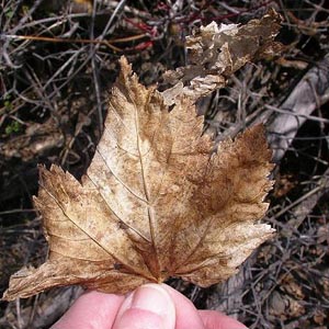 dead leaf of Douglas maple Acer glabrum douglasii, Stone Quarry Canyon, Kittitas County, Washington