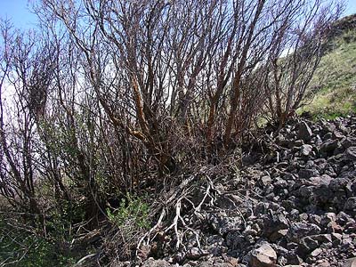 Douglas maple Acer glabrum douglasii and rock rubble, Stone Quarry Canyon, Kittitas County, Washington