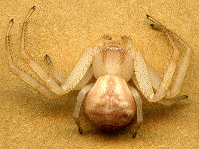 crab spider Misumenops importunus Thomisidae female, Stone Quarry Canyon, Kittitas County, Washington