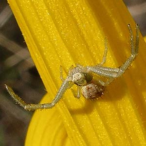 crab spider Misumenops sp. (celer group) Thomisidae, Stone Quarry Canyon, Kittitas County, Washington