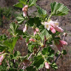 gooseberry Ribes flowers, Stone Quarry Canyon, Kittitas County, Washington
