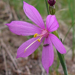 Sisyrinchium flower with beetle, Stone Quarry Canyon, Kittitas County, Washington