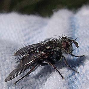 Tachinid fly, Stone Quarry Canyon, Kittitas County, Washington, Diptera Tachinidae
