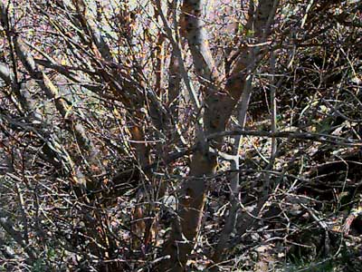 thicket of Douglas maple Acer glabrum douglasii, Stone Quarry Canyon, Kittitas County, Washington