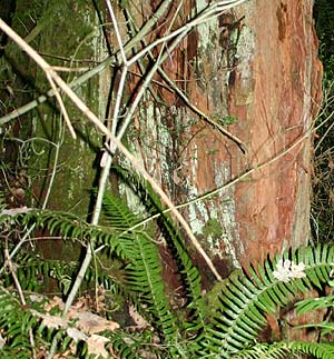 decayed stump, south fork Portage Creek, Snohomish County, Washington