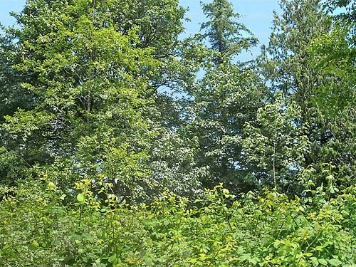 invasive blackberry between field & forest near Sultan Cemetery, Sultan, Snohomish County, Washington