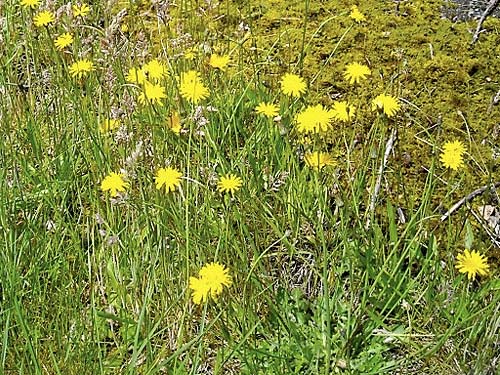 catsear (false dandelion) Hypochaeris radicata in grassy field near Sultan Cemetery, Sultan, Snohomish County, Washington